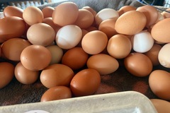 Selling with In-person Payment: B&P Farm Fresh Eggs