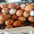 Selling with In-person Payment: B&P Farm Fresh Eggs