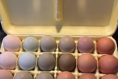 Selling with In-person Payment: Farm Fresh Eggs 