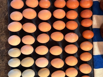 Selling with online payment: Rainbow Colored Pasture Raised Farm Fresh Eggs! 