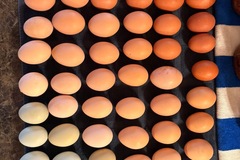 Selling with online payment: Rainbow Colored Pasture Raised Farm Fresh Eggs! 