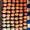 Selling with online payment: Rainbow Colored Pasture Raised Farm Fresh Eggs! 