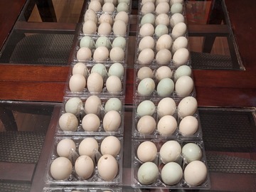 Selling with In-person Payment: Duck Eggs!  