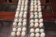 Selling with In-person Payment: Duck Eggs!  