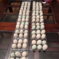 Selling with In-person Payment: Duck Eggs!  