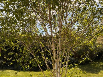 Vente: Donne Bouleau