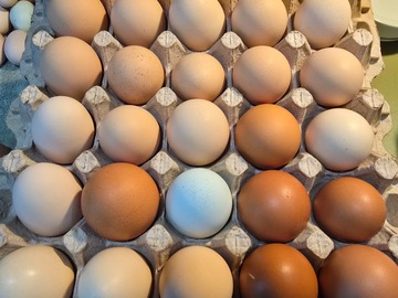 Selling with In-person Payment: 30-egg Flats - Chicken Eggs