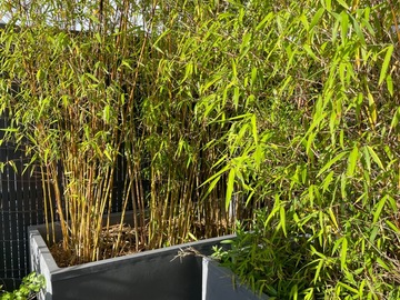 Vente: 2 Bacs avec Fargesia Nitida (Bambous)
