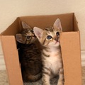   : Honey & Laurel