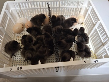Selling with online payment: Quality "Ayam Cemani" NPIP/AI cert. Peachgoldenpheasantry.com