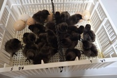 Selling with online payment: Quality "Ayam Cemani" NPIP/AI cert. Peachgoldenpheasantry.com