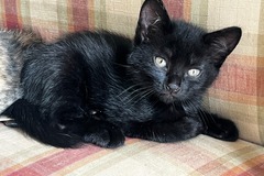   : Three Kittens