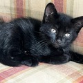   : Three Kittens