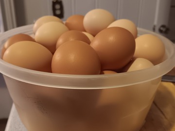 Selling with In-person Payment: Fresh chicken eggs 