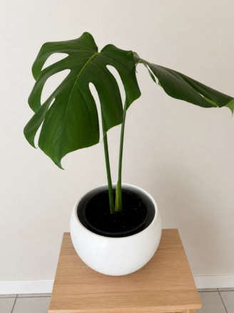 philodendron sonne PHILODENDRON BRANDTIANUM online kaufen bei potflourri