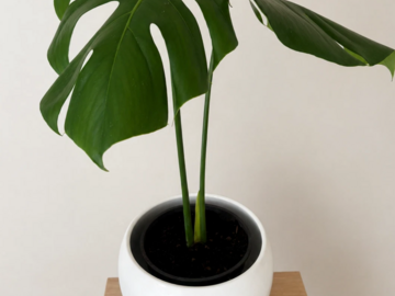 Vente: Bouture Monstera Deliciosa nœud avec racine aérienne prête à enra