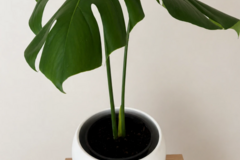 Vente: Bouture Monstera Deliciosa nœud avec racine aérienne prête à enra