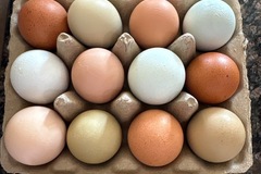 Selling with In-person Payment: Free range eggs