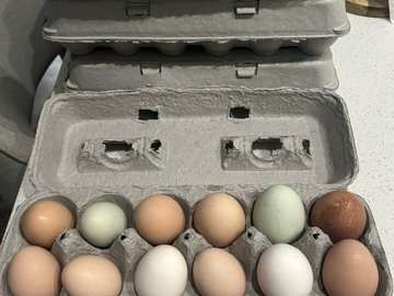Selling with In-person Payment: Assorted Farm Fresh Eggs in Morgan Hill