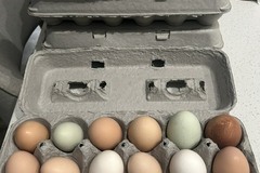 Selling with In-person Payment: Assorted Farm Fresh Eggs in Morgan Hill