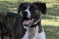   : Nova