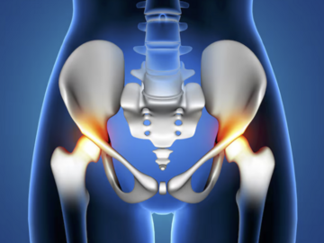 Kurs: Master Course Anatomia sekcyjna: MIEDNICA