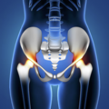 Kurs: Master Course Anatomia sekcyjna: MIEDNICA
