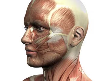 Kurs: Anatomia sekcyjna: GŁOWA I SZYJA