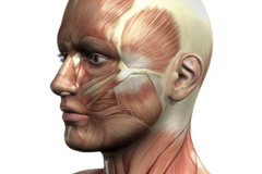 Kurs: Anatomia sekcyjna: GŁOWA I SZYJA