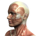 Kurs: Anatomia sekcyjna: GŁOWA I SZYJA