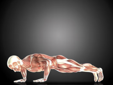 Kurs: ANATOMY TRAINS STRUCTURE AND FUNCTION - WROCŁAW 08-10.05.2026