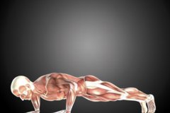 Kurs: ANATOMY TRAINS STRUCTURE AND FUNCTION - WROCŁAW 08-10.05.2026