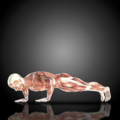 Kurs: ANATOMY TRAINS STRUCTURE AND FUNCTION - WROCŁAW 08-10.05.2026