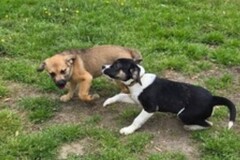   : Cletus and Snickers