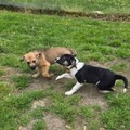   : Cletus and Snickers
