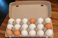 Selling with online payment:   FARM FRESH EGGS – LIMITED  