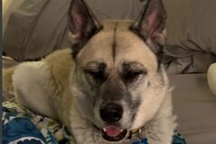   : Nori 