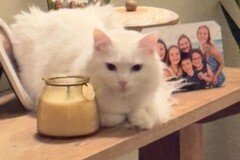   : Finn 