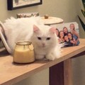   : Finn 