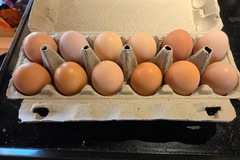 Selling with In-person Payment: Non-GMO Pasture Raised Fresh Eggs