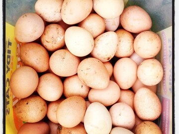 Selling with In-person Payment: Guinea Fowl eggs