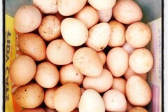 Selling with In-person Payment: Guinea Fowl eggs