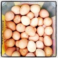 Selling with In-person Payment: Guinea Fowl eggs
