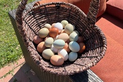 Selling with online payment: Fresh Farm Eggs- UNGRADED 