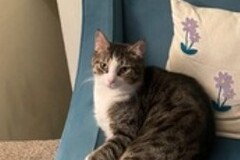   : Echo