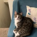   : Echo