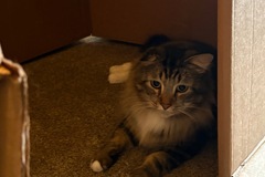   : Dax