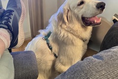   : Elliott