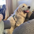   : Elliott