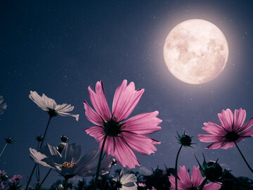 Selling: Flower moon.. He's on your mind.. but whats really.on his ..